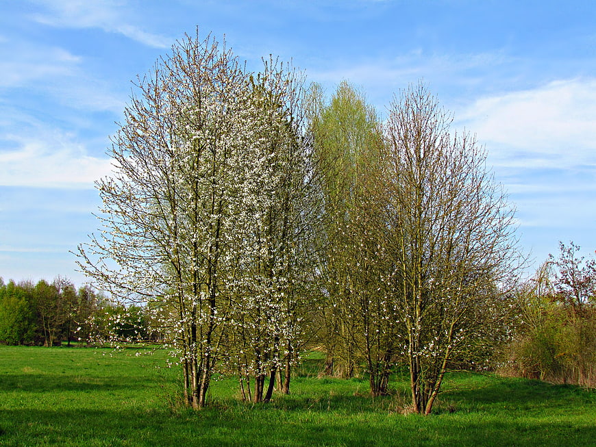 Blooming trees in a green meadow under a blue sky