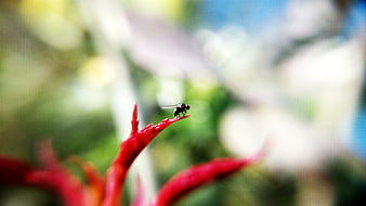 Close-up of a fly on a red flower petal with bokeh background