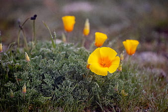 Yellow California Poppy with Morning Dew Drops