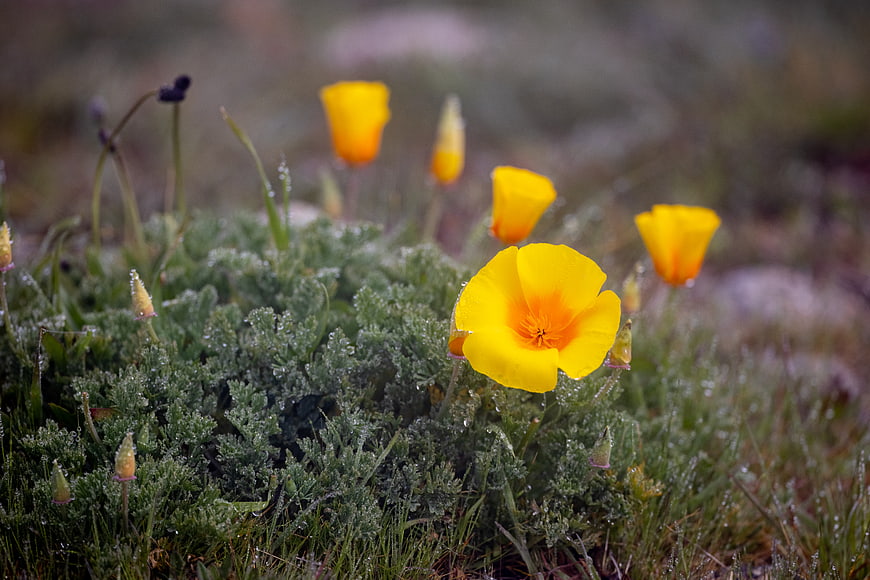 Yellow California Poppy with Morning Dew Drops
