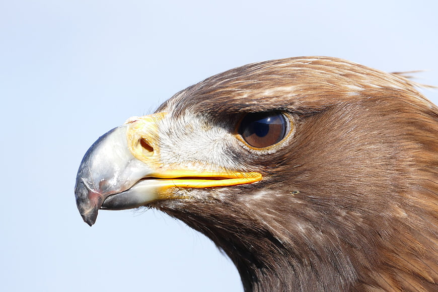 Close-up portrait of a golden eagle head against blue sky