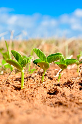 Young Soybean Seedlings Growing In Sandy Agricultural Soil