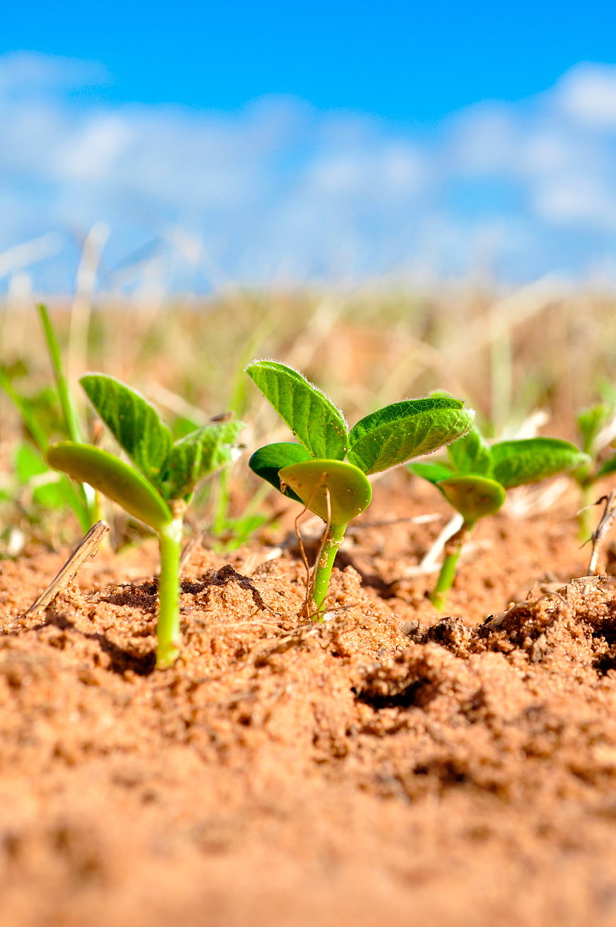 Young Soybean Seedlings Growing In Sandy Agricultural Soil