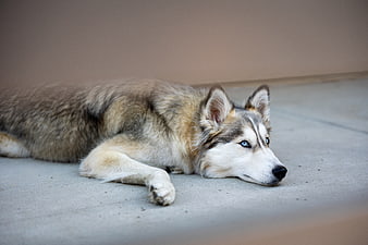 Siberian Husky with Blue Eyes Resting on Concrete