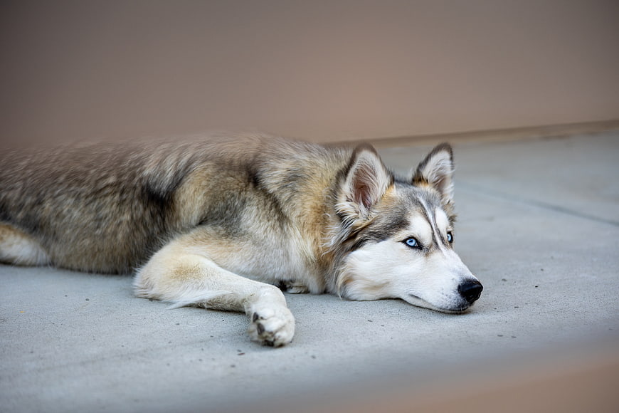 Siberian Husky with Blue Eyes Resting on Concrete
