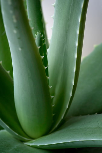 Close-up of Aloe Vera Leaves with Spiky Edges