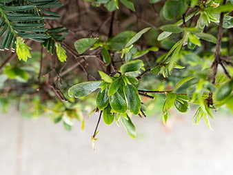Close-up of green leaves on a bush branch