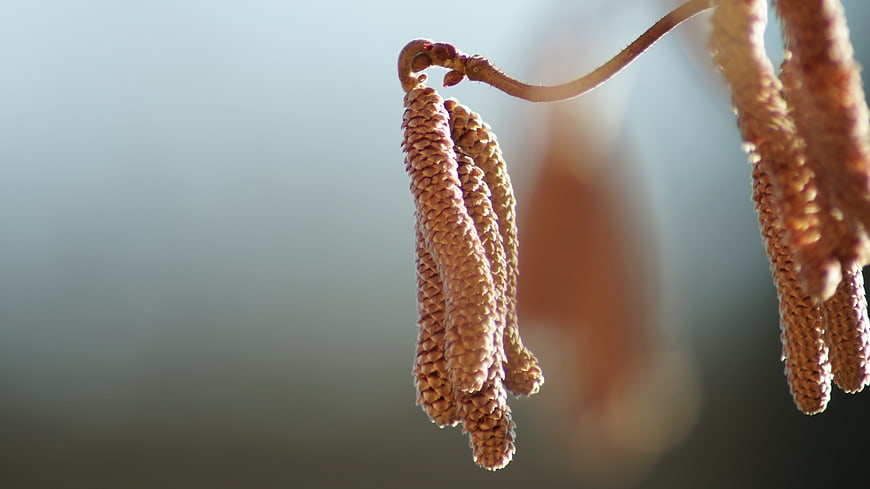 Close-up of Hazel Catkins Hanging from Branch