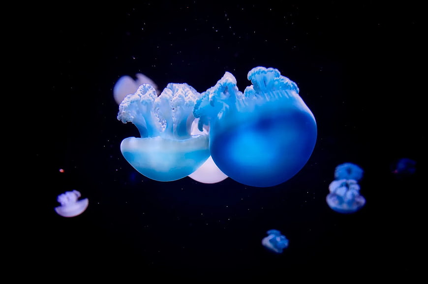 Glowing Blue Moon Jellyfish Floating in Dark Water