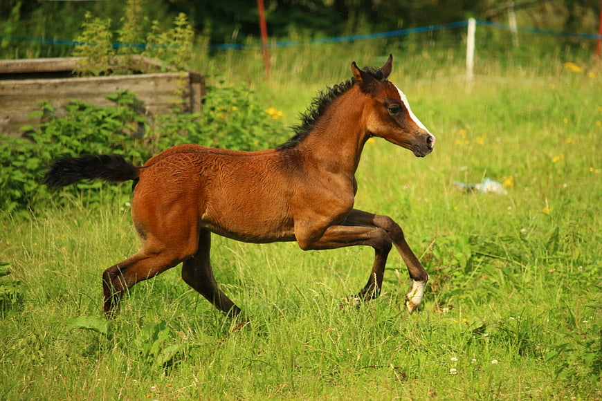 Brown foal galloping in green summer meadow