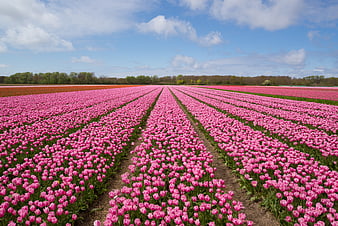 Vast Pink Tulip Field Rows Under Blue Sky
