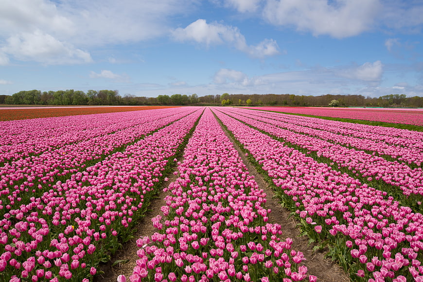 Vast Pink Tulip Field Rows Under Blue Sky