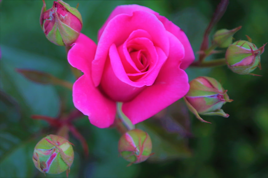 Vibrant Pink Rose Bloom with Green Buds