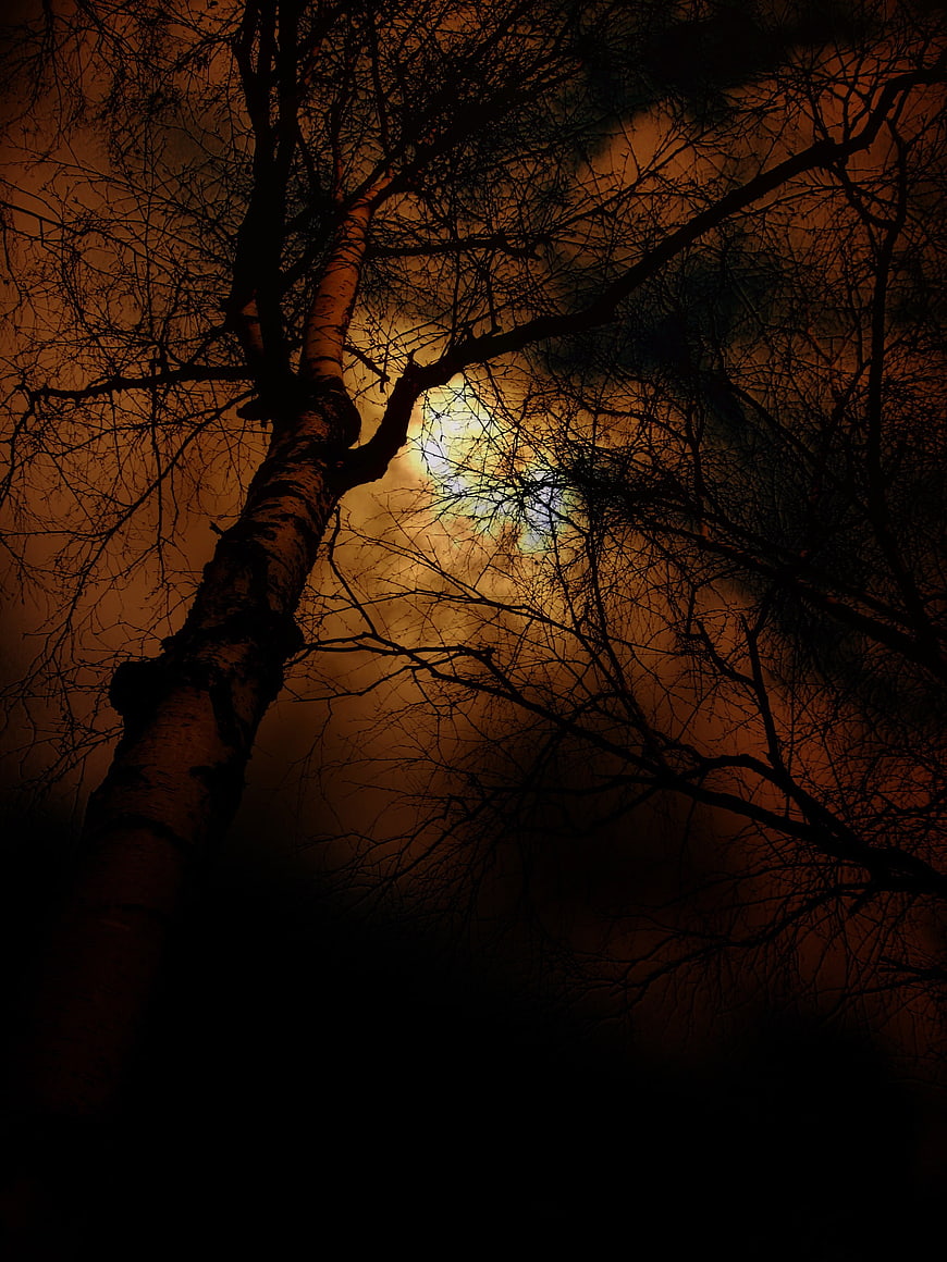 Dramatic Silhouette of Bare Tree Branches Against Orange Sunset Sky
