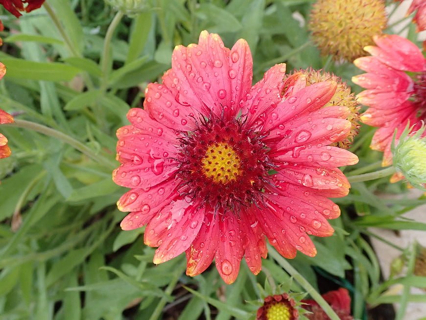 Close-up of vibrant red Gaillardia flower with water droplets