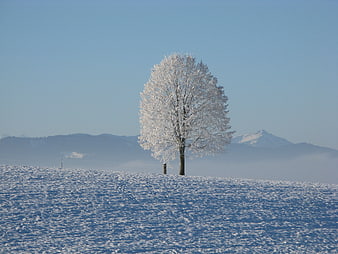 Lone Frost-Covered Tree in Snowy Winter Landscape