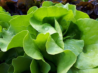 Close-up of fresh green lettuce leaves with water droplets