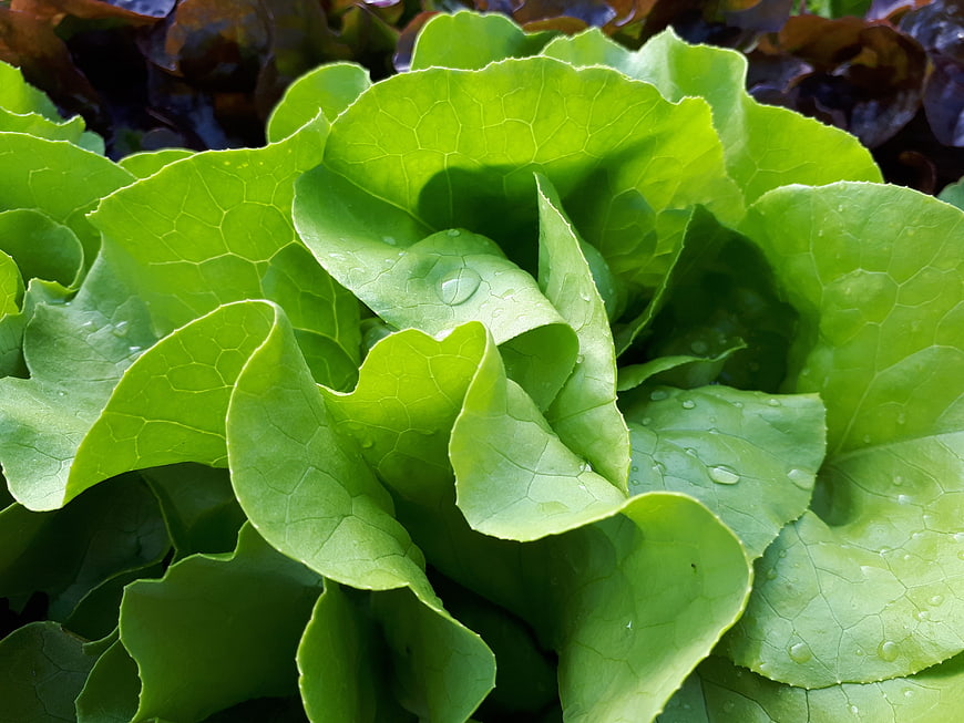 Close-up of fresh green lettuce leaves with water droplets
