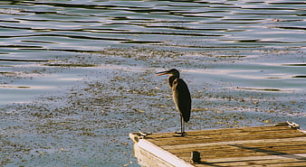 Great Blue Heron Standing on Wooden Dock by Lake