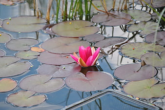 Pink Water Lily Blooming on Lily Pads in Pond