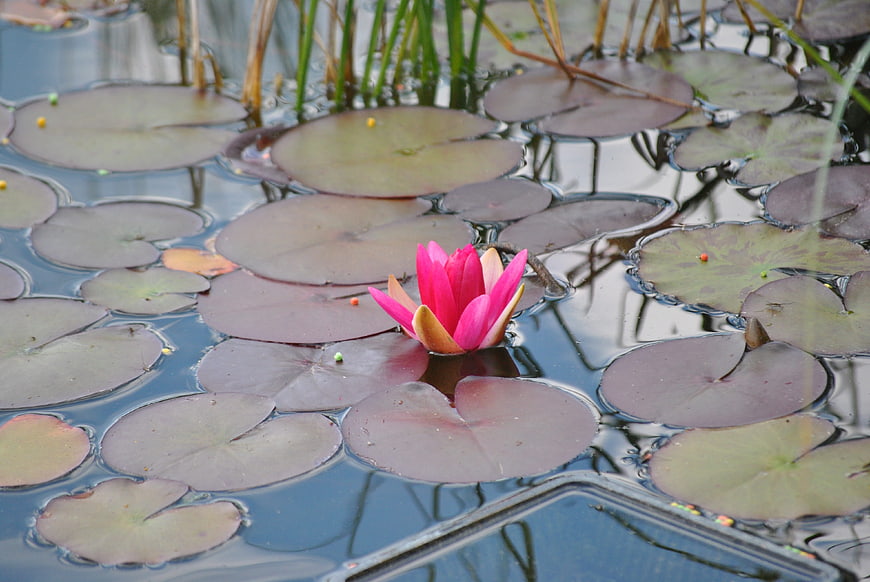 Pink Water Lily Blooming on Lily Pads in Pond