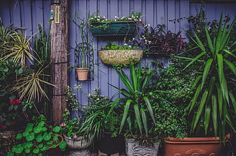 Lush Vertical Garden with Potted Plants Against Blue Wall