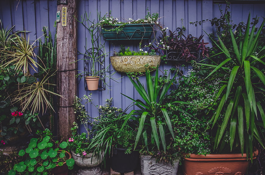 Lush Vertical Garden with Potted Plants Against Blue Wall