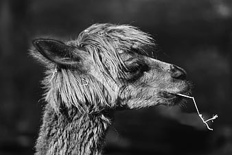 Black and white profile portrait of an alpaca eating grass