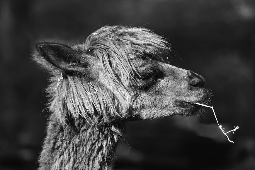 Black and white profile portrait of an alpaca eating grass
