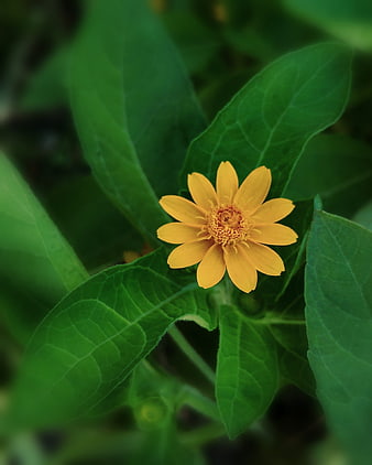 Close-up of a yellow flower with green leaves