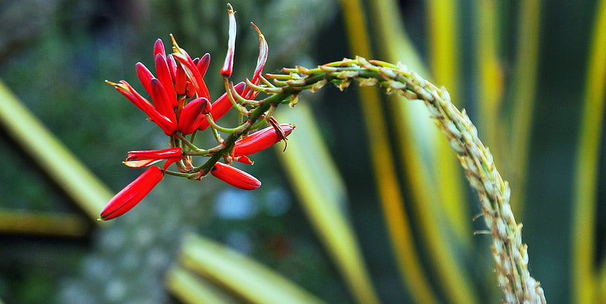 Close-up of vibrant red aloe vera flower spike