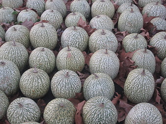 Harvest of green striped melons on autumn leaves