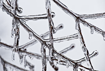 Close-up of frozen tree branches covered in ice
