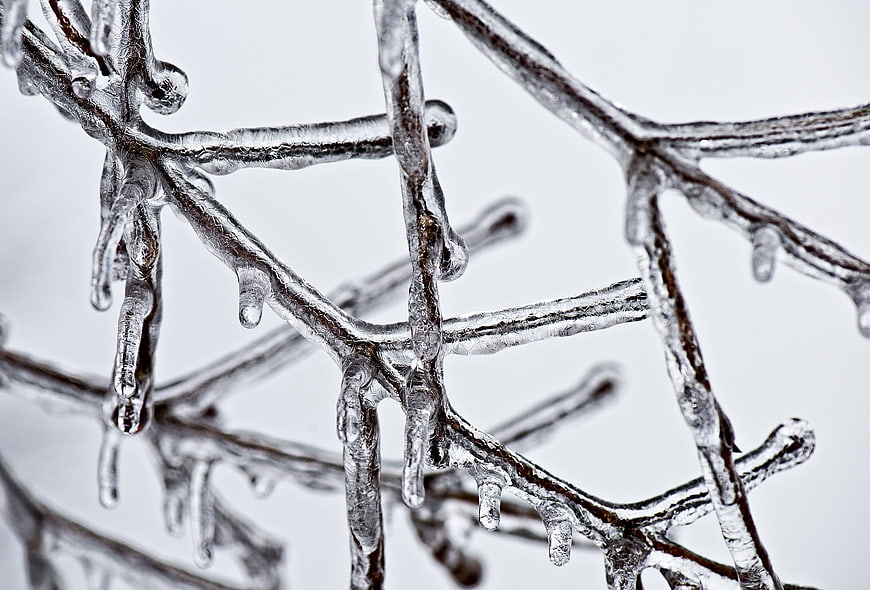 Close-up of frozen tree branches covered in ice
