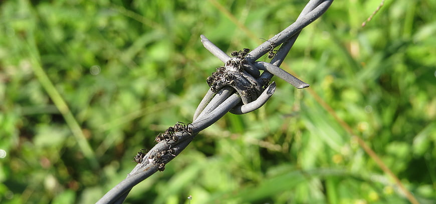 Close-up of ants crawling on barbed wire fence