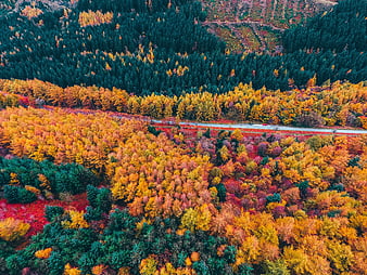 Aerial View of Colorful Autumn Forest with Winding Road
