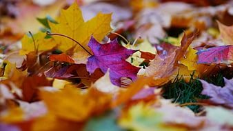 Colorful Autumn Maple Leaves on Grass