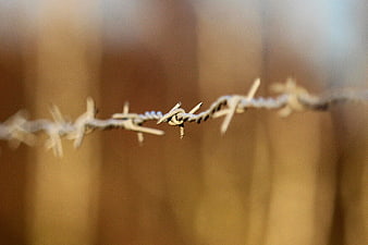 Close-up of rusty barbed wire against blurred background
