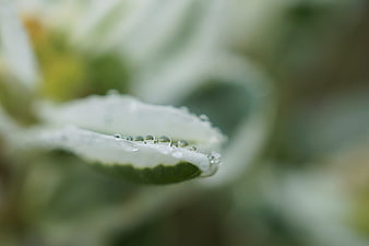 Macro shot of water droplets on a white flower petal