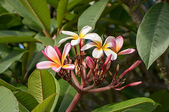 Vibrant Pink and White Plumeria Flowers on a Tropical Tree