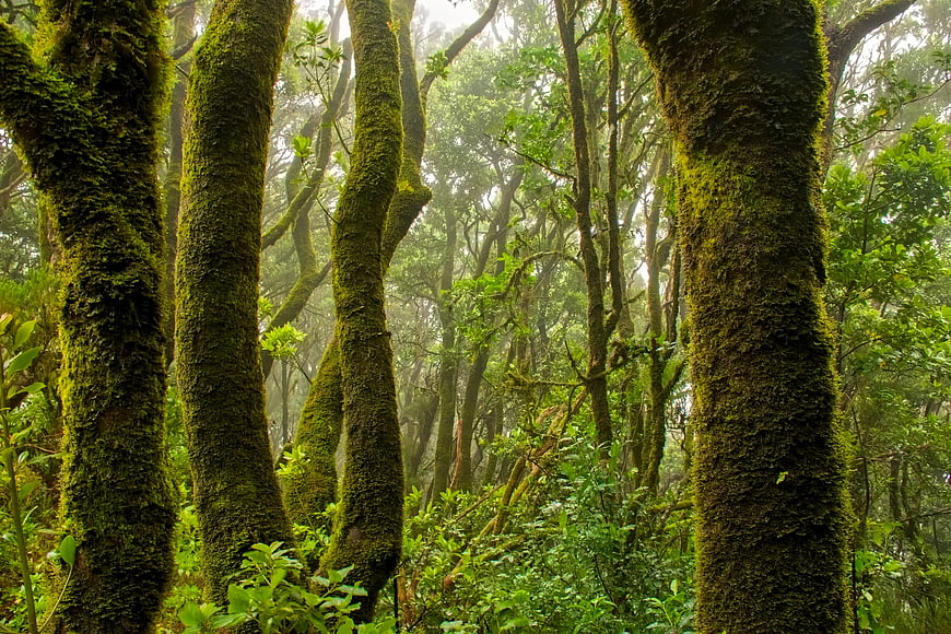 Mossy Trees In Misty Forest
