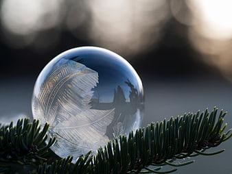 Frozen Ice Sphere with Feather Pattern on Pine Branch