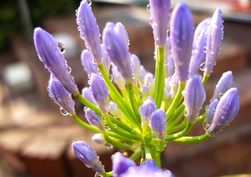 Close-up of purple agapanthus buds with water droplets