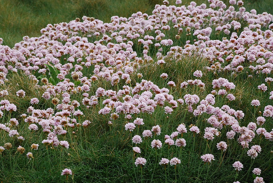Field of Pink Sea Lavender Flowers in Coastal Grass