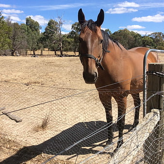 Brown Horse Standing Behind Wire Fence in Dry Paddock