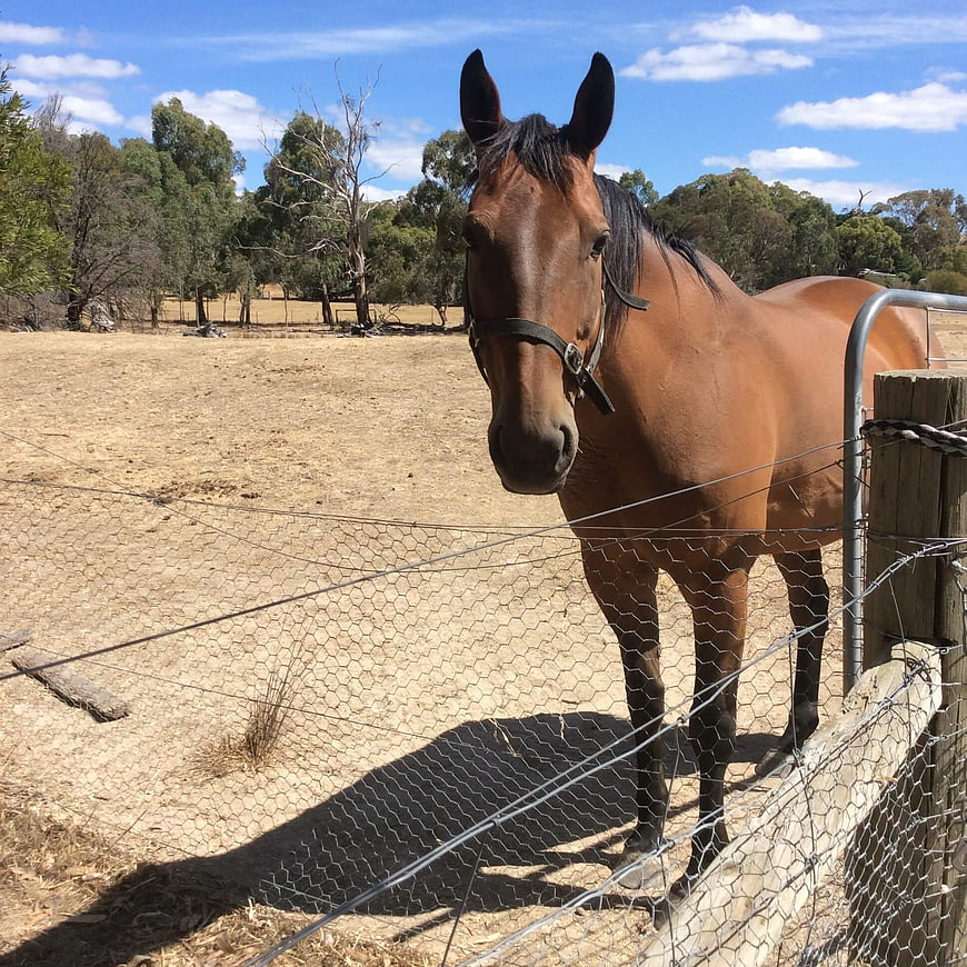 Brown Horse Standing Behind Wire Fence in Dry Paddock