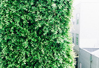 Lush green ivy wall covering urban building facade