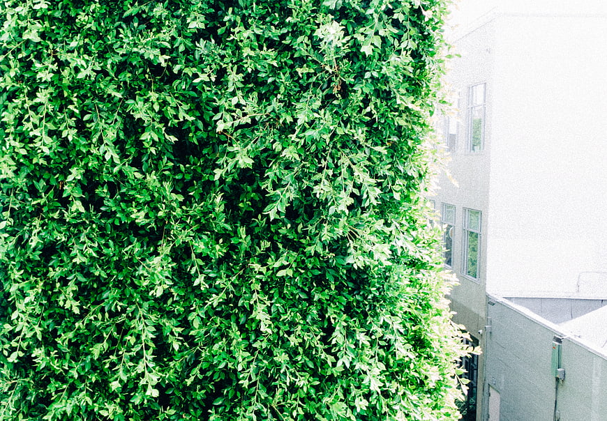 Lush green ivy wall covering urban building facade