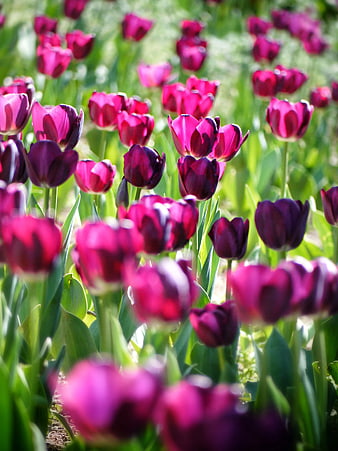 Vibrant Purple Tulips in a Sunny Spring Garden