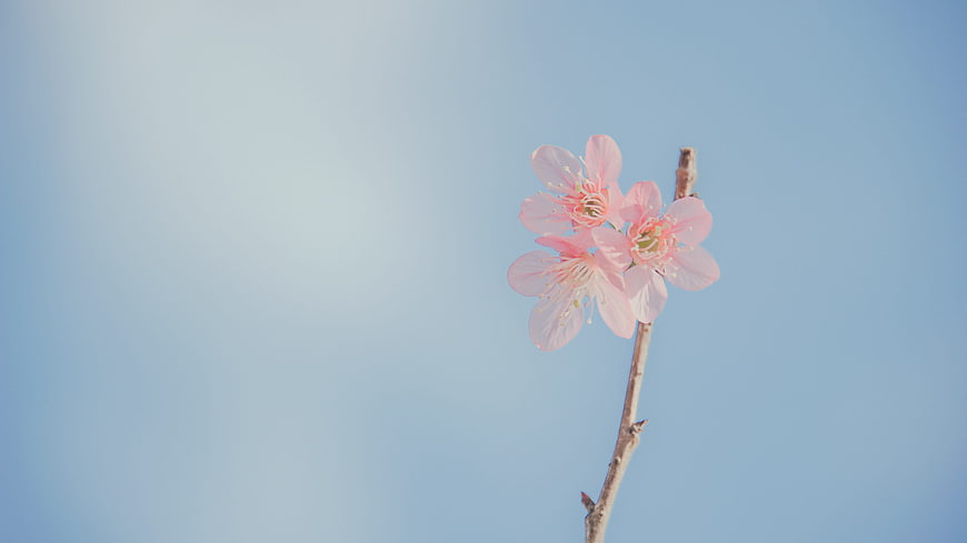 Pink Blossoms on Branch Against Soft Blue Sky